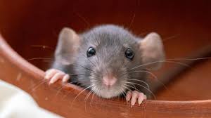how long do rats live