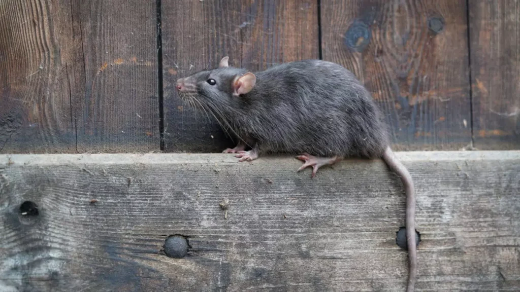 how long do rats live